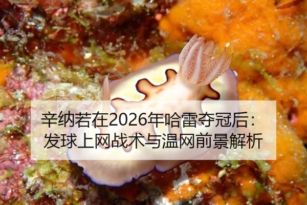 xin-na-ruo-zai-nian-ha-lei-duo-guan-hou-fa-qiu-shang-wang-zhan-shu-yu-wen-wang-qian-jing-jie-xi-3-764.jpg