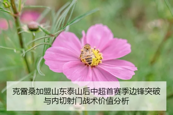 ke-lei-sang-jia-meng-shan-dong-tai-shan-hou-zhong-chao-shou-sai-ji-bian-feng-tu-po-yu-nei-qie-she-men-zhan-shu-jia-zhi-2-757.jpg